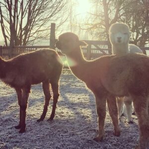 moin-alpakas_weideschnack_alpakas_auf_schnee